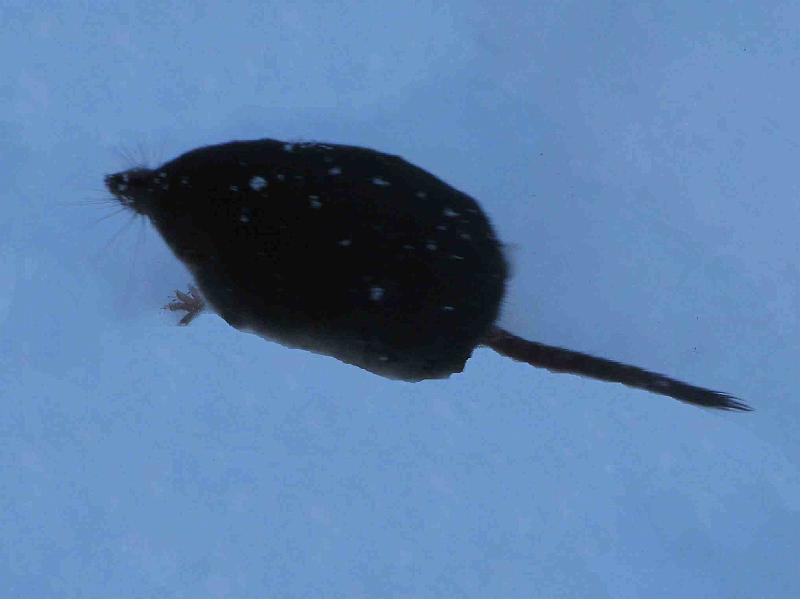Souris.jpg