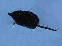 Souris